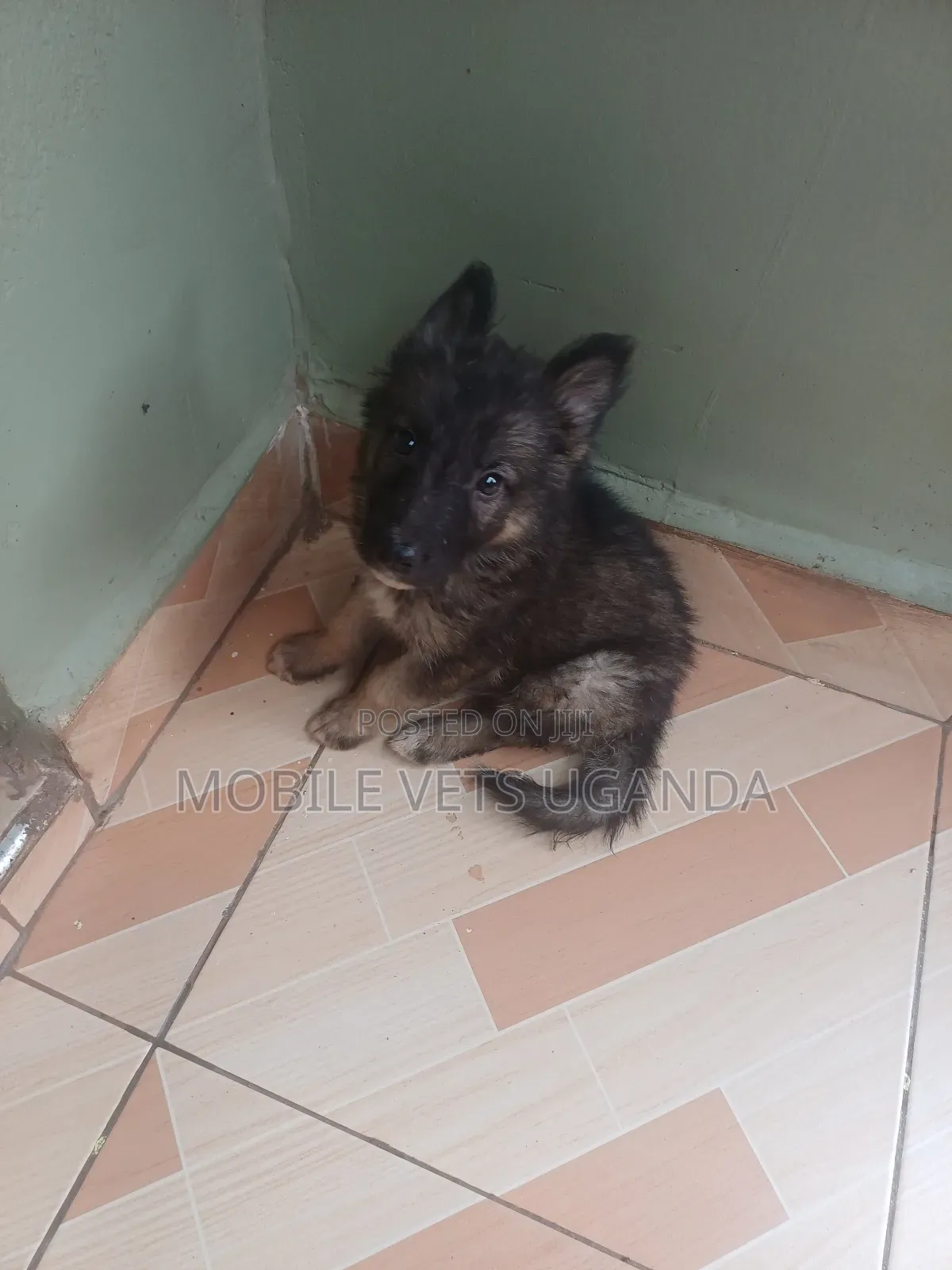 3-6 months Male Purebred German Shepherd