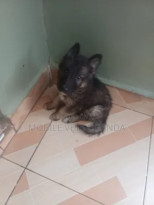 3-6 months Male Purebred German Shepherd