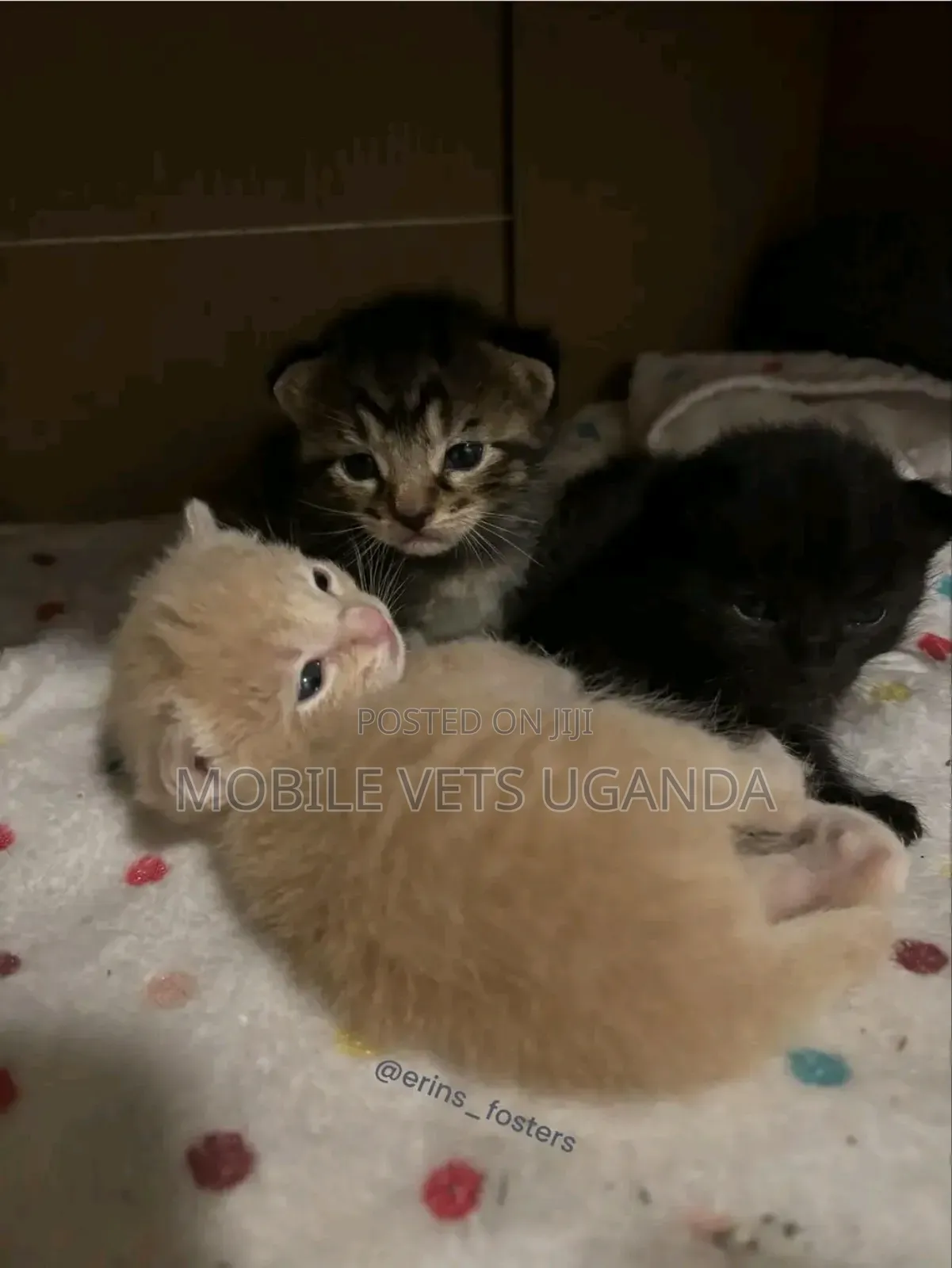 0-1 month Male Purebred Birman
