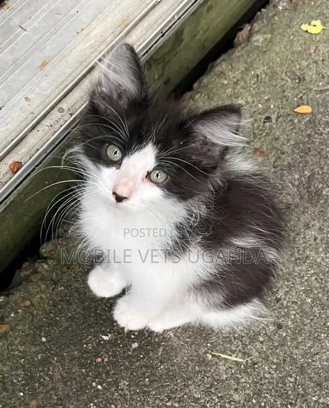 1-3 months Male Purebred Tabby