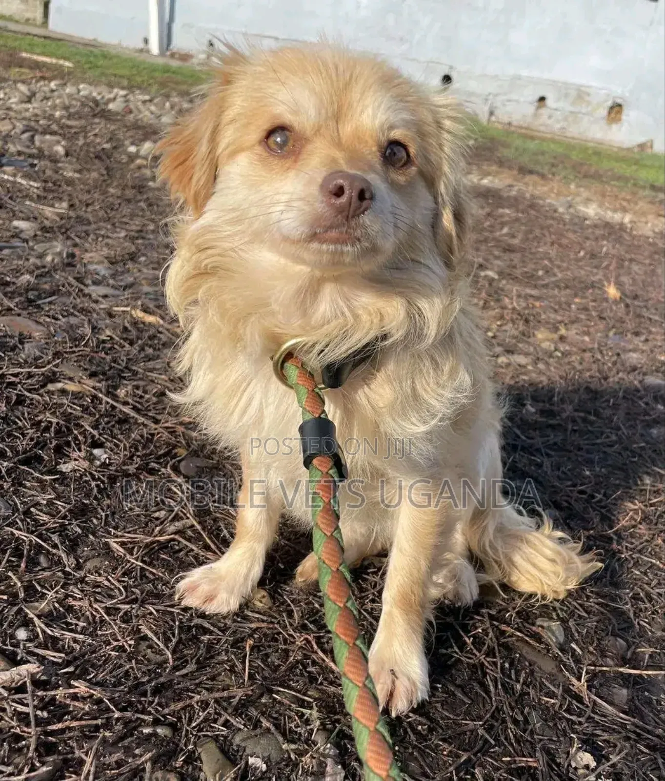 3-6 months Female Purebred Japanese Spitz