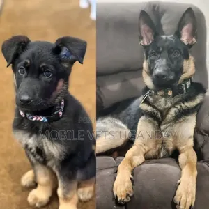 3-6 months Male Purebred German Shepherd