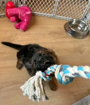 1-3 months Male Purebred German Shepherd