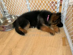 3-6 months Female Purebred German Shepherd