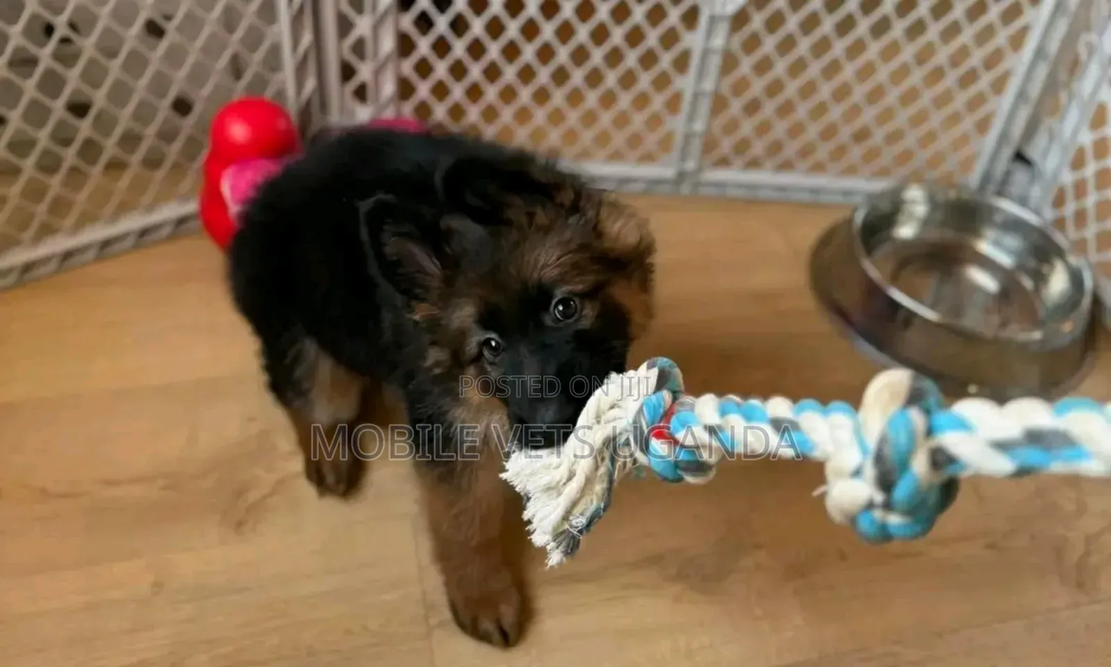 1-3 months Female Purebred German Shepherd