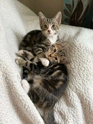 1-3 months Male Purebred Bengal