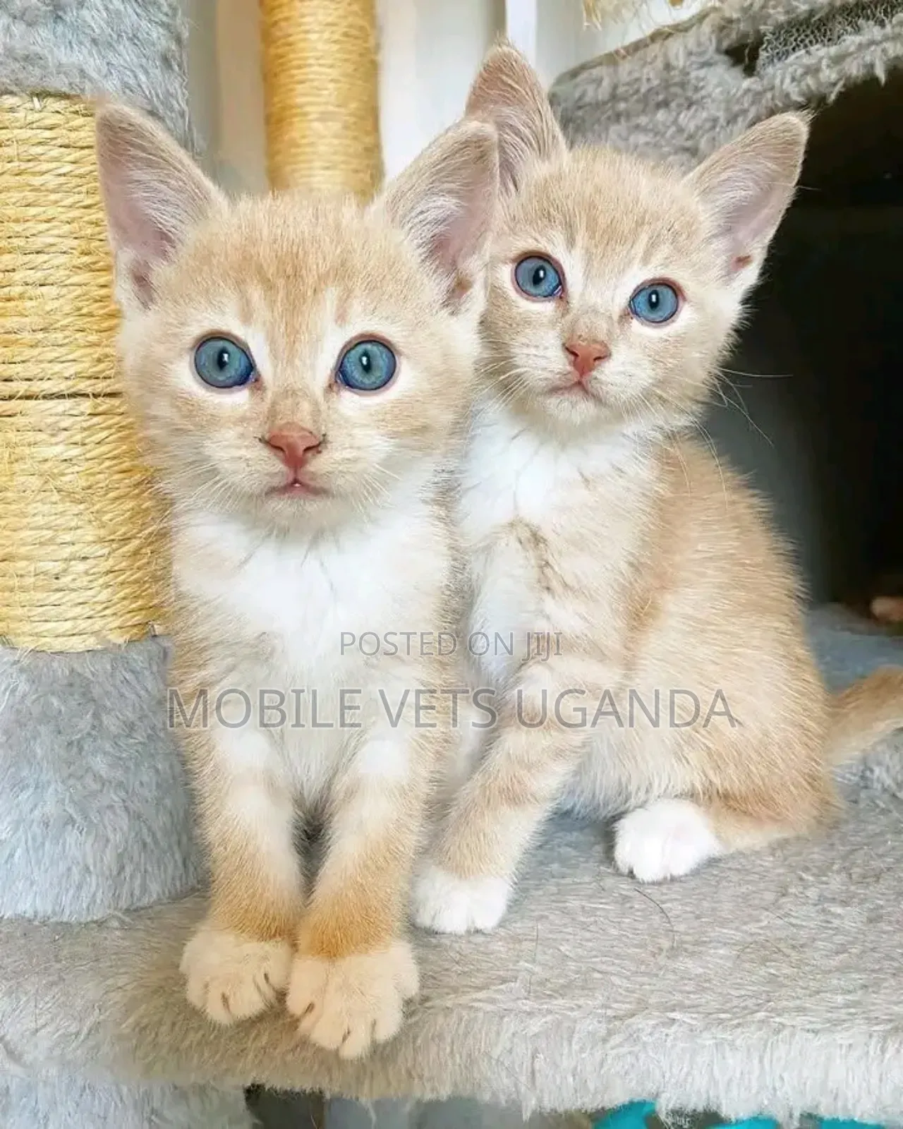 1-3 months Male Purebred Ragdoll