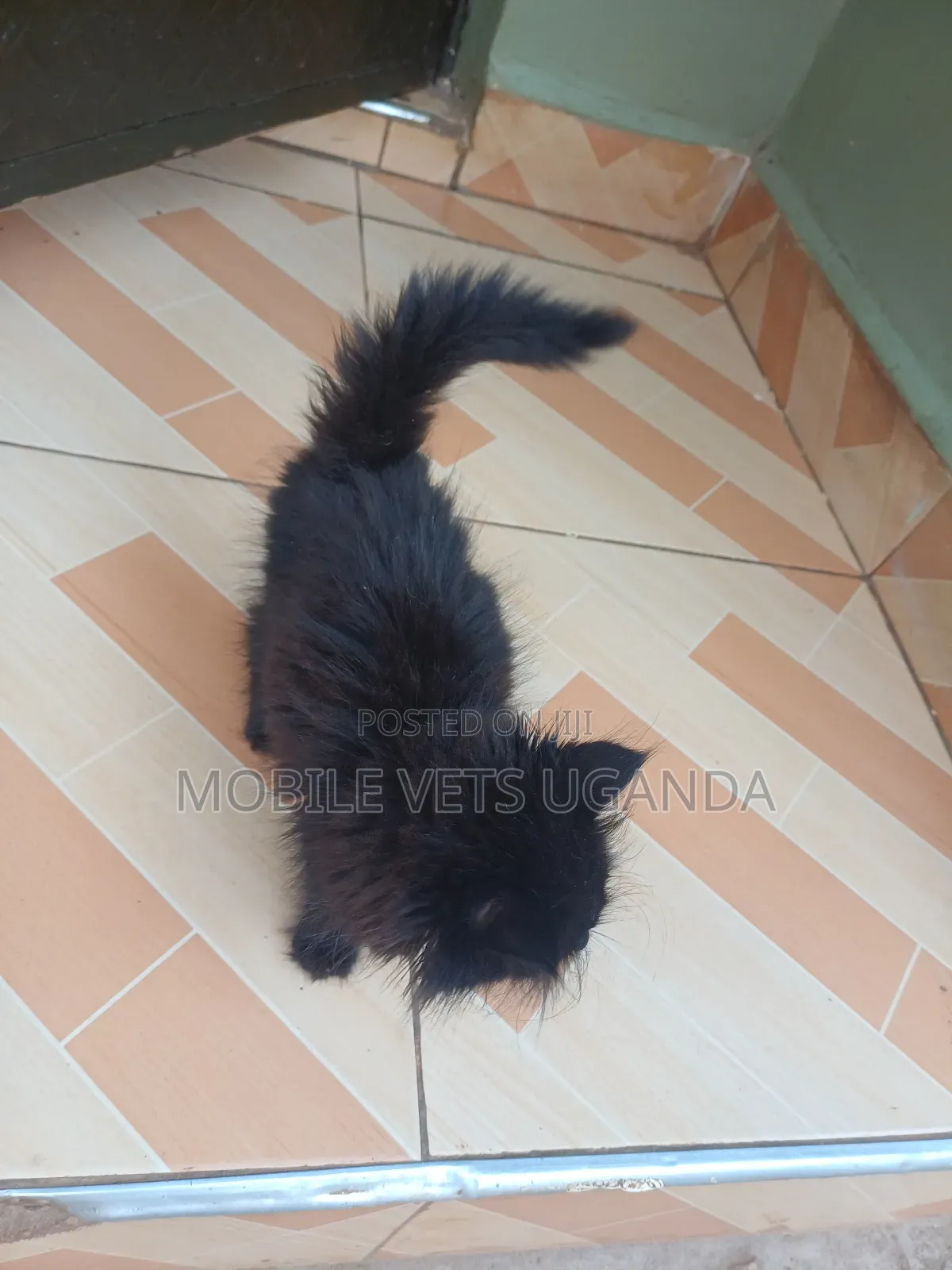 1-3 months Female Purebred Bombay