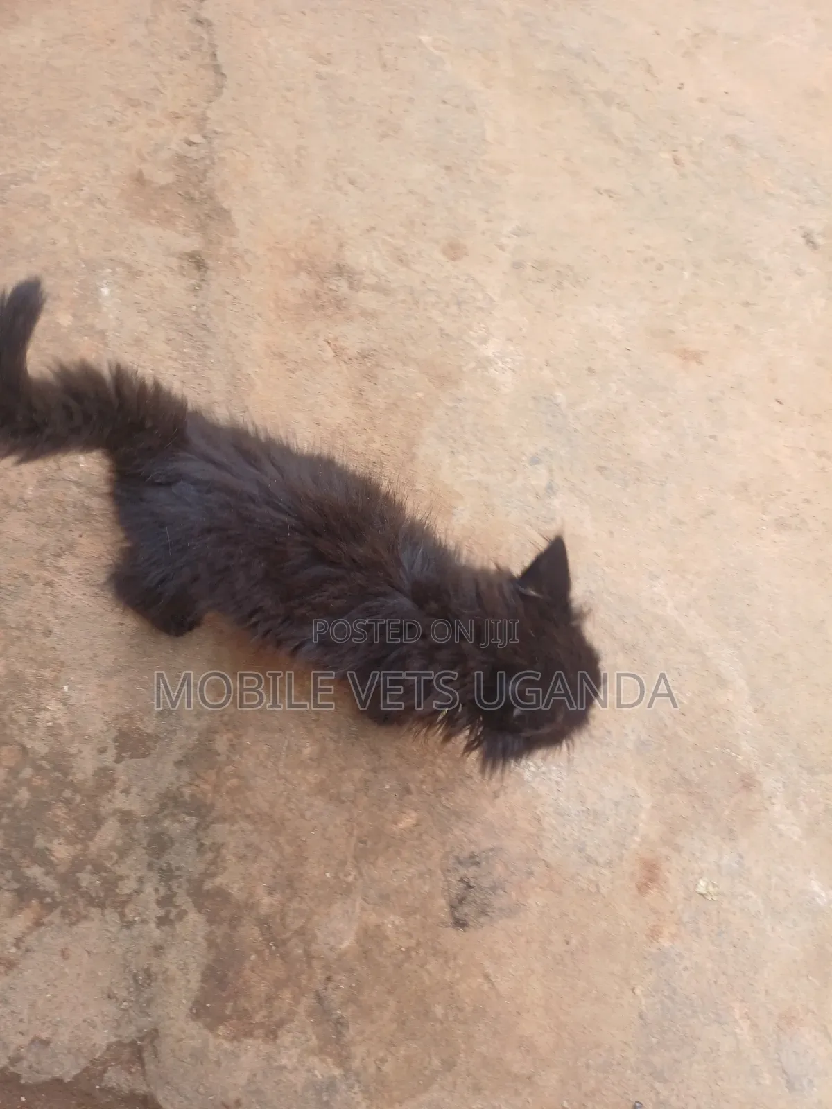 0-1 month Male Purebred American Bobtail
