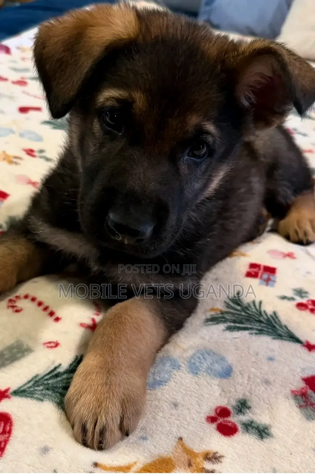 1-3 months Male Purebred German Shepherd