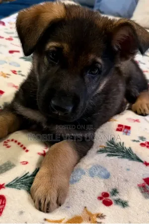 1-3 months Male Purebred German Shepherd
