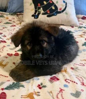 1-3 months Female Purebred German Shepherd