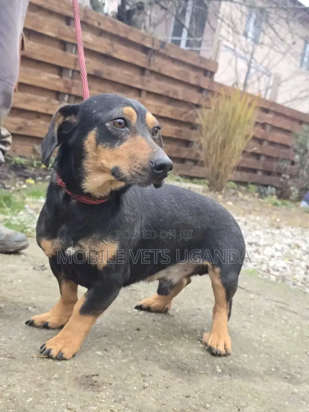 6-12 months Male Purebred Dachshund