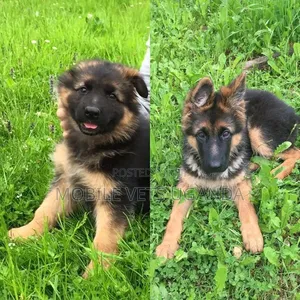 1-3 months Female Purebred German Shepherd