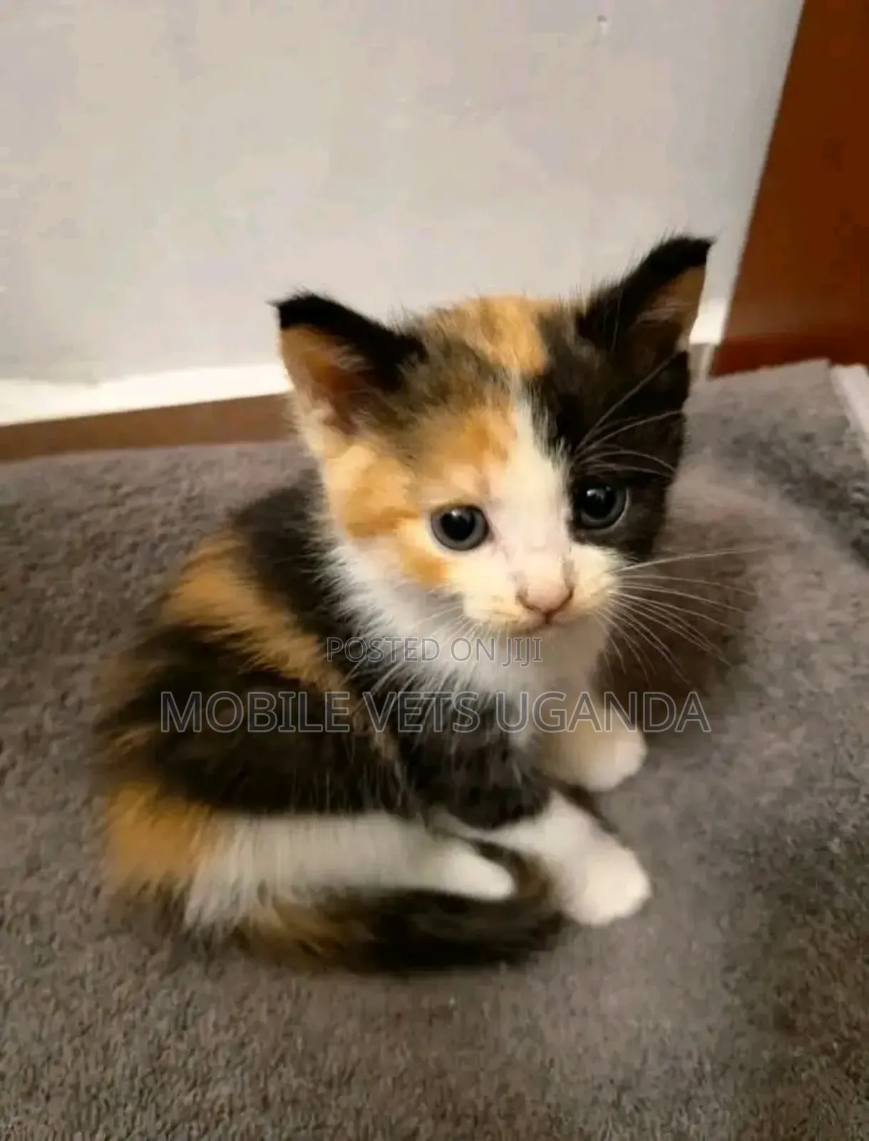 1-3 months Female Purebred American Curl