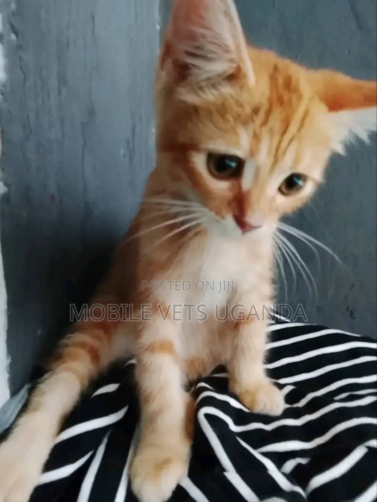 1-3 months Female Purebred Manx