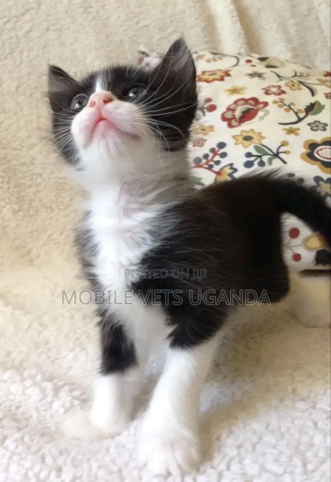 0-1 month Female Purebred Tonkinese