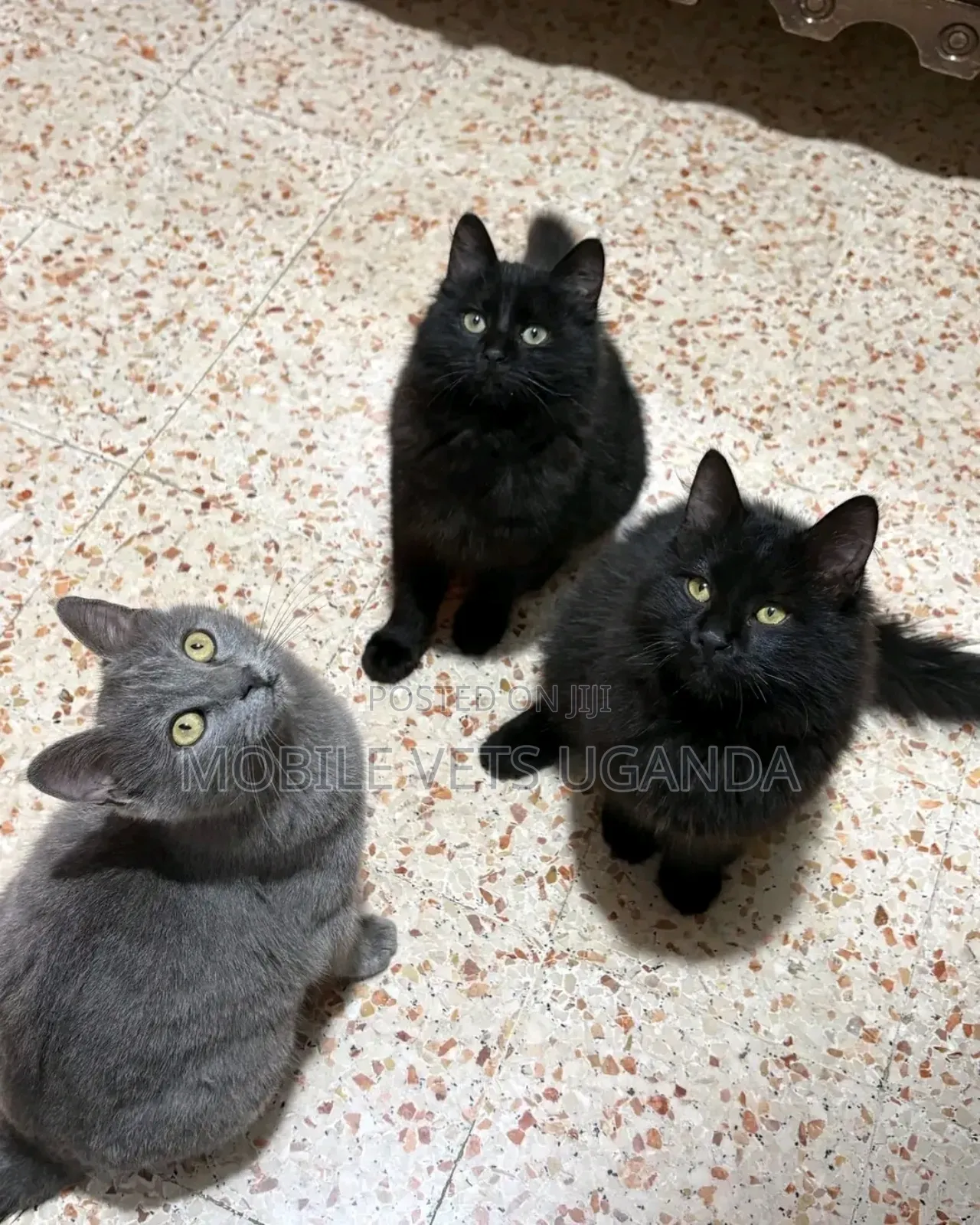 3-6 months Male Purebred Chartreux