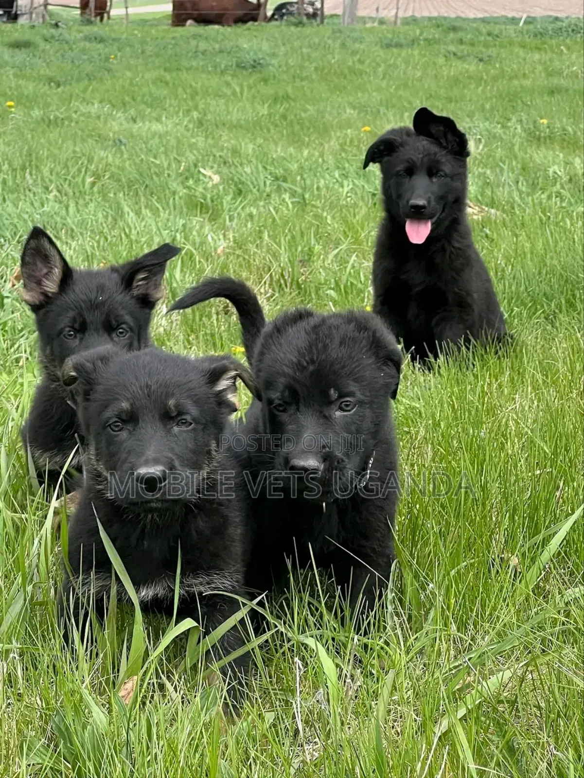 1-3 months Female Purebred German Shepherd