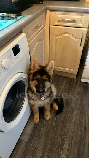 1-3 months Male Purebred German Shepherd