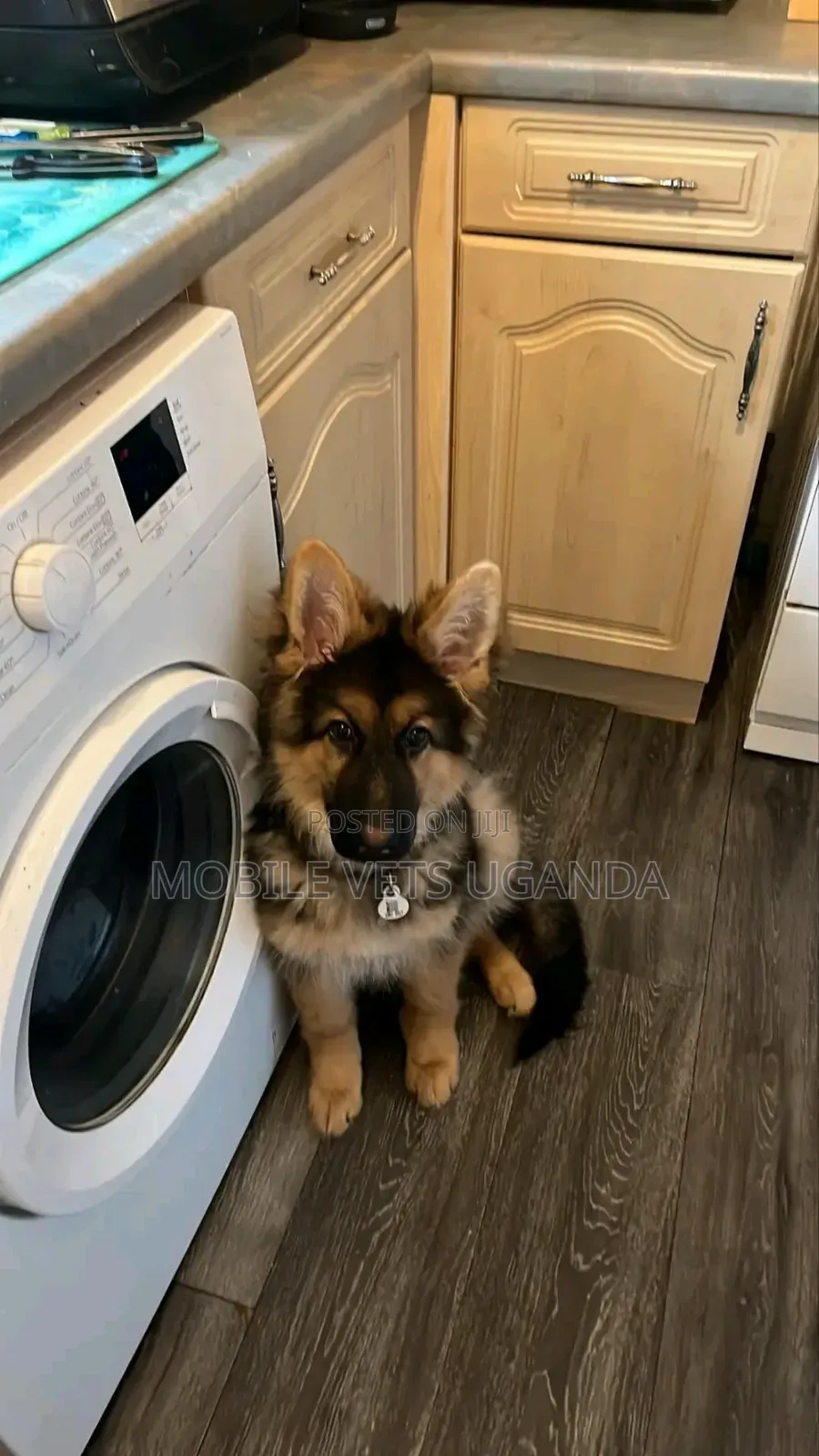1-3 months Male Purebred German Shepherd
