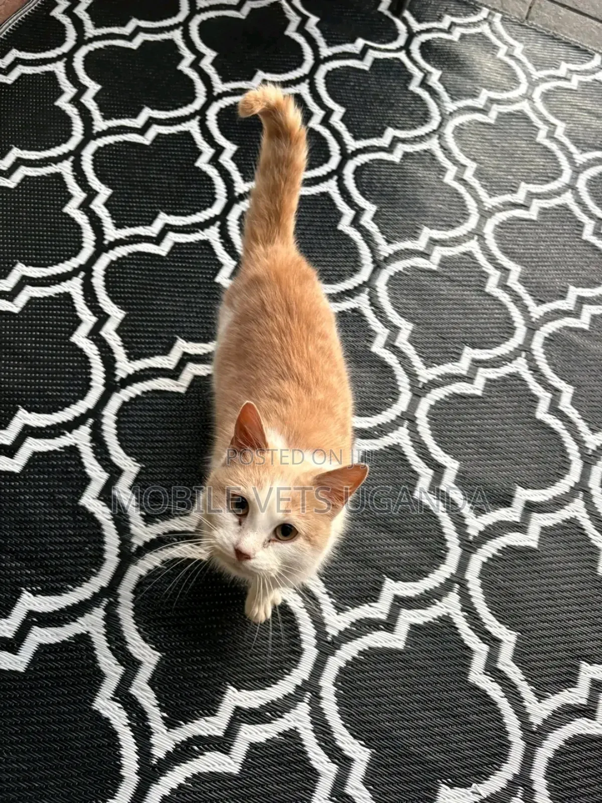 3-6 months Female Purebred Cymric