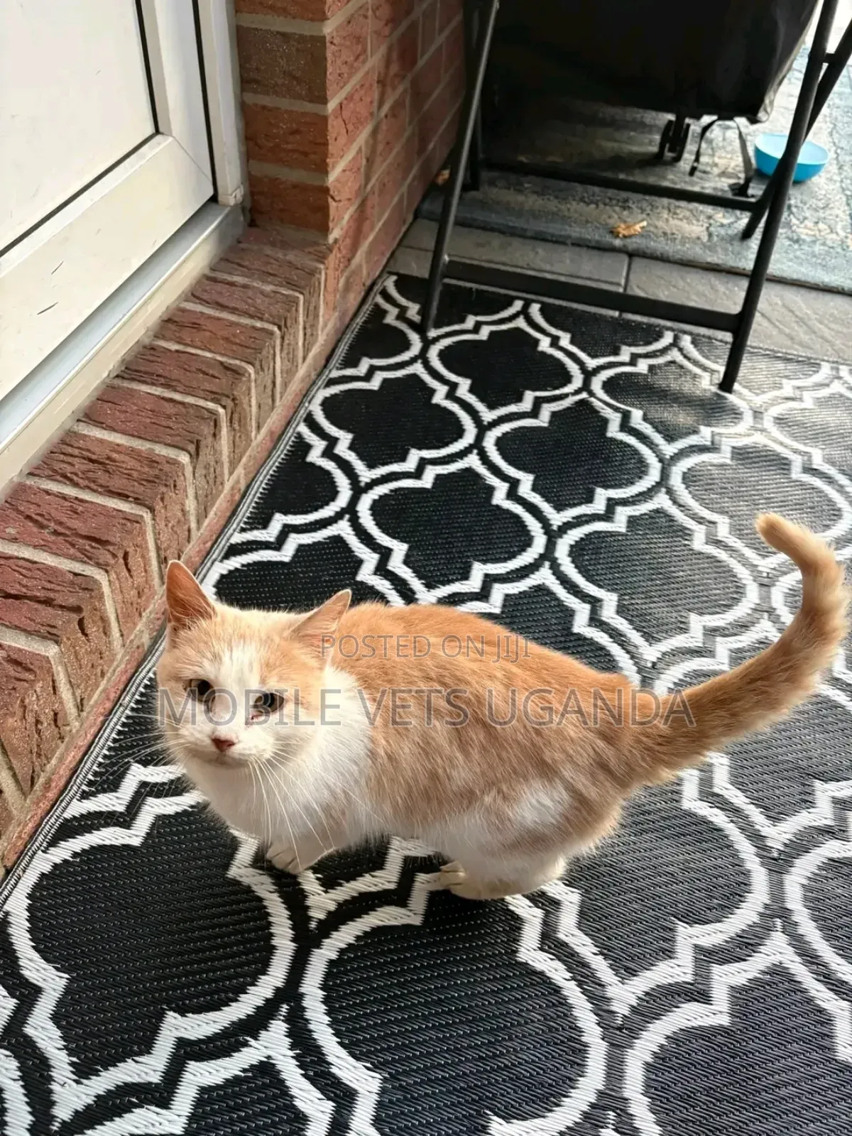 6-12 months Male Purebred Scottish Fold