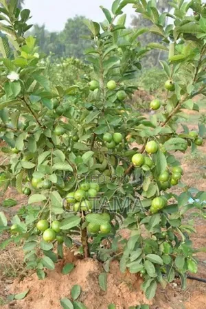 Guava (Psidium Guajava)
