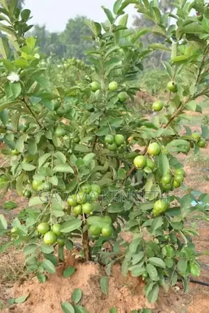 Guava (Psidium Guajava)