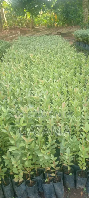 Guava (Psidium Guajava)