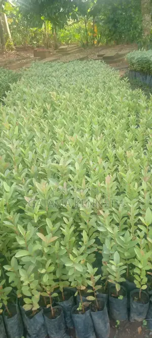 Guava (Psidium Guajava)