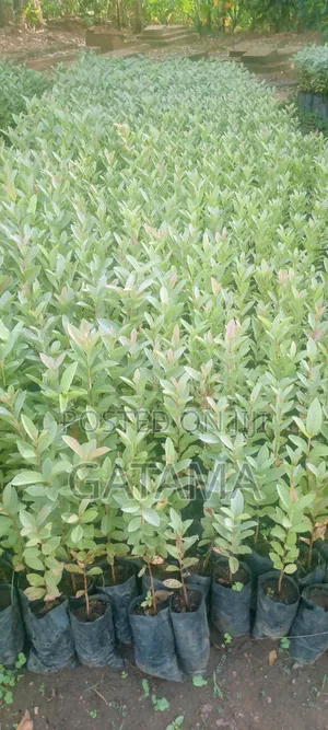 Guava (Psidium Guajava)
