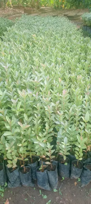 Guava (Psidium Guajava)