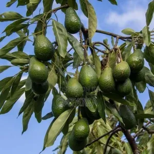 Avocado (Persea Americana) Seedlings