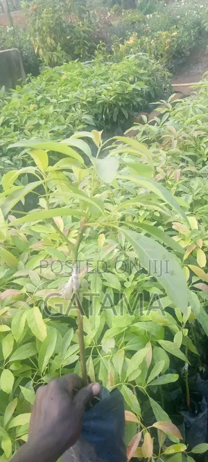 Avocado (Persea Americana) Seedlings