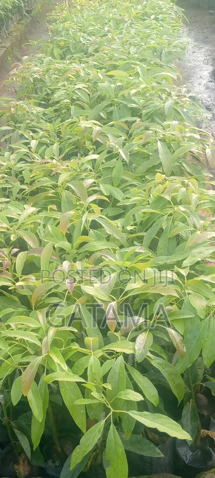 Avocado (Persea Americana) Seedlings