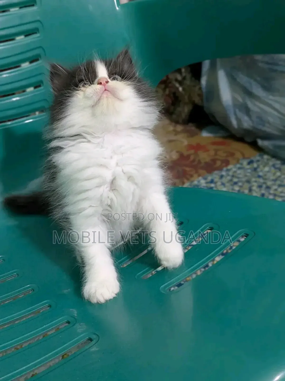0-1 month Female Purebred Birman
