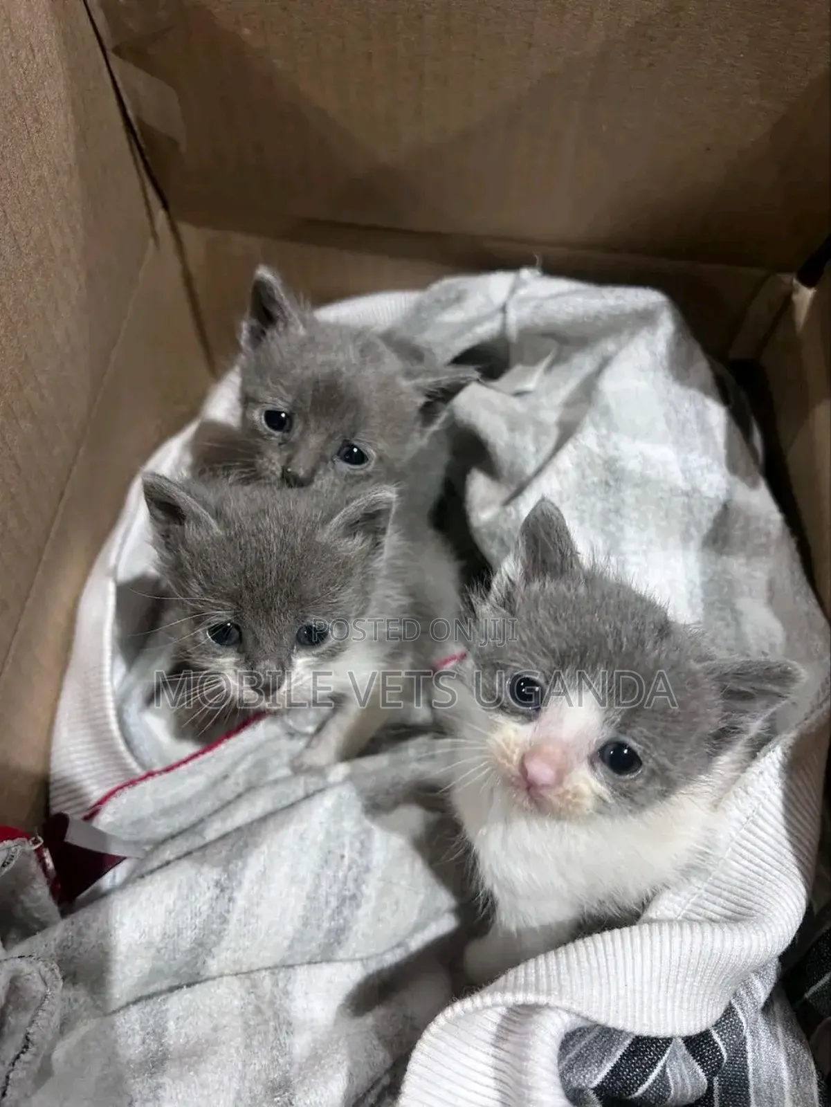 0-1 month Female Purebred Ragdoll