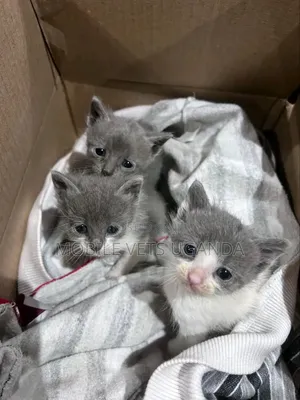 0-1 month Female Purebred Ragdoll