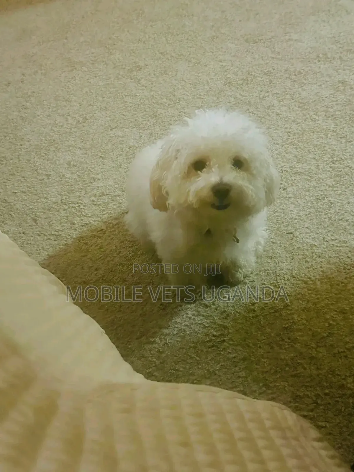 3-6 months Male Purebred Maltese