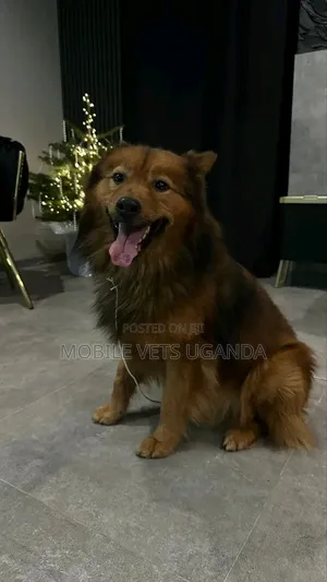 6-12 months Male Purebred German Shepherd
