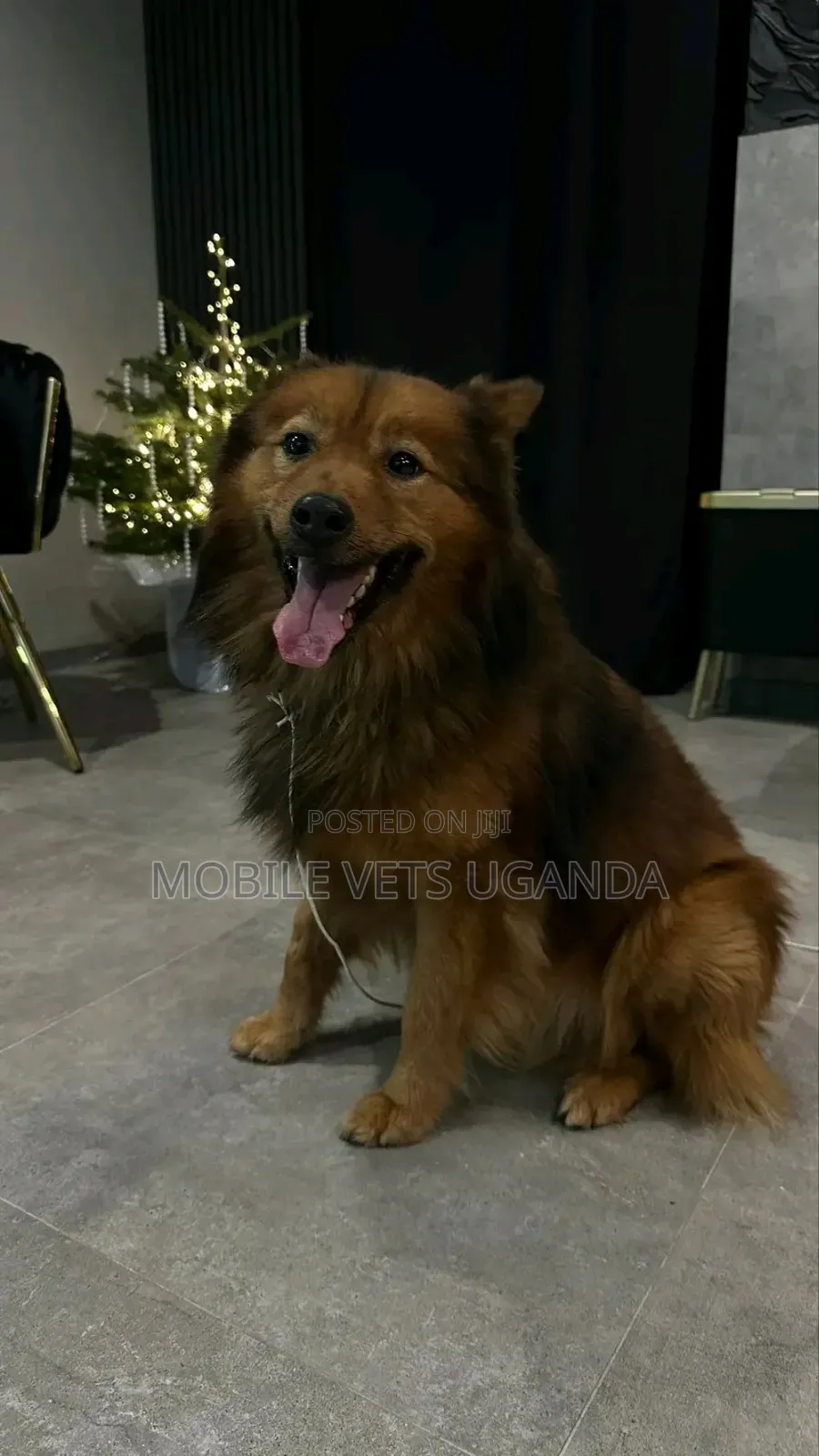 6-12 months Male Purebred German Shepherd