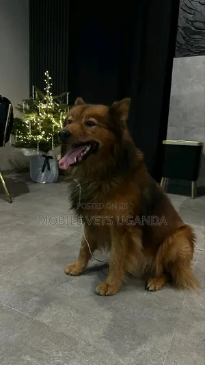 1+ year Female Purebred German Shepherd