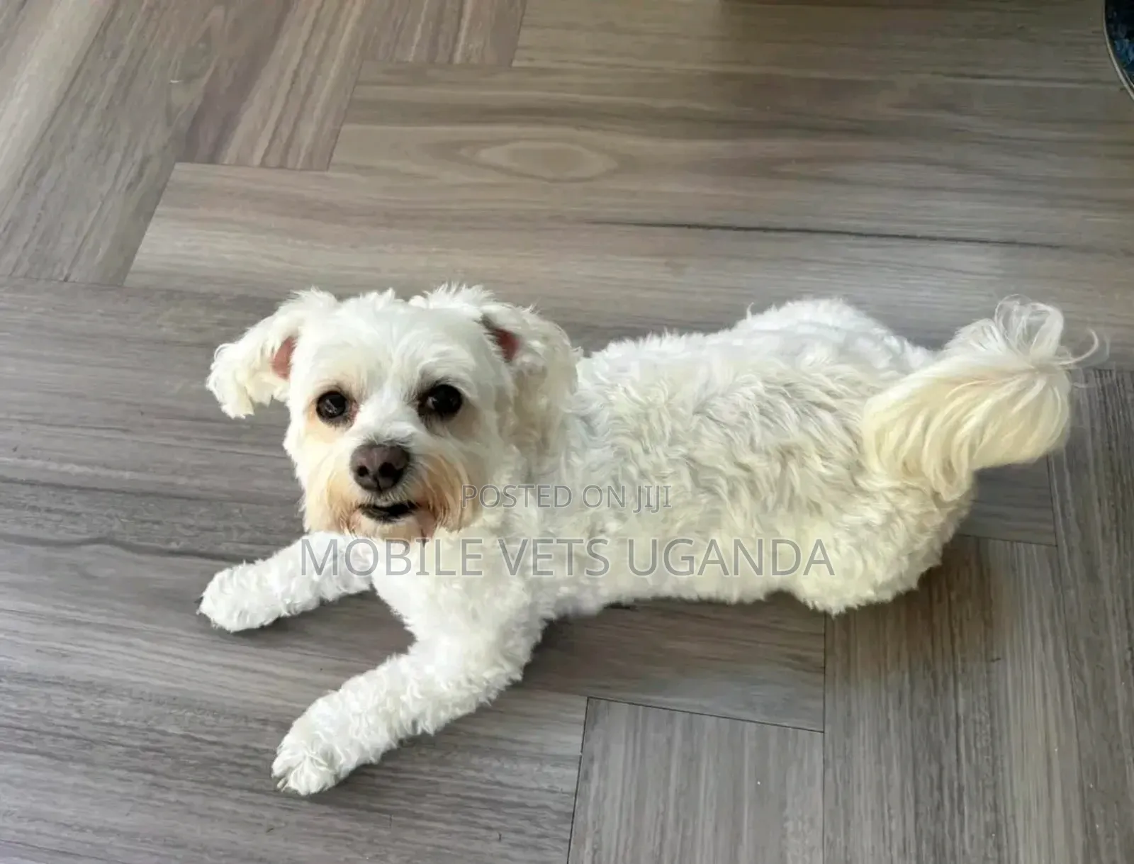 3-6 months Female Purebred Maltese