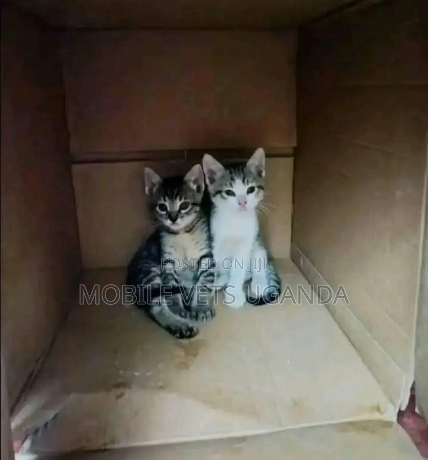 0-1 month Female Purebred Siamese