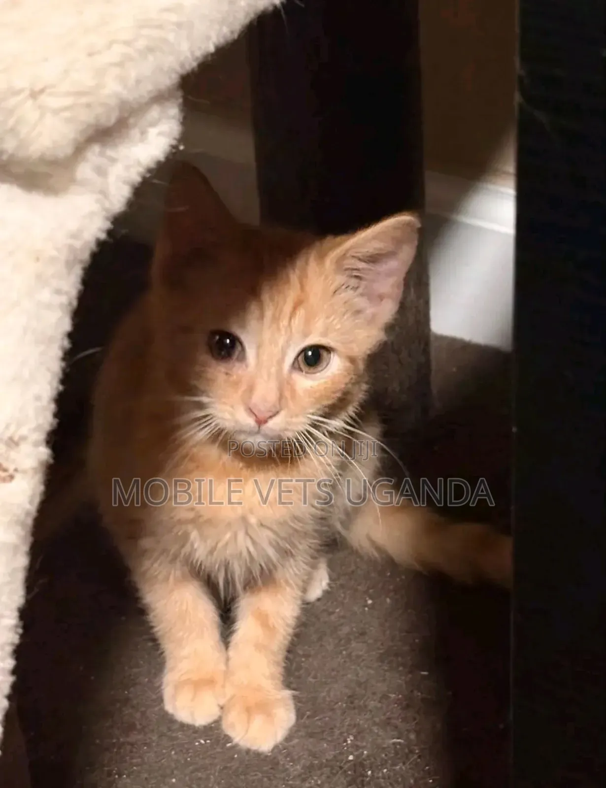 1-3 months Female Purebred Bombay