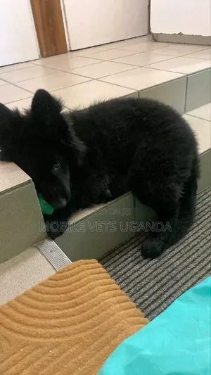 1-3 months Male Purebred German Shepherd