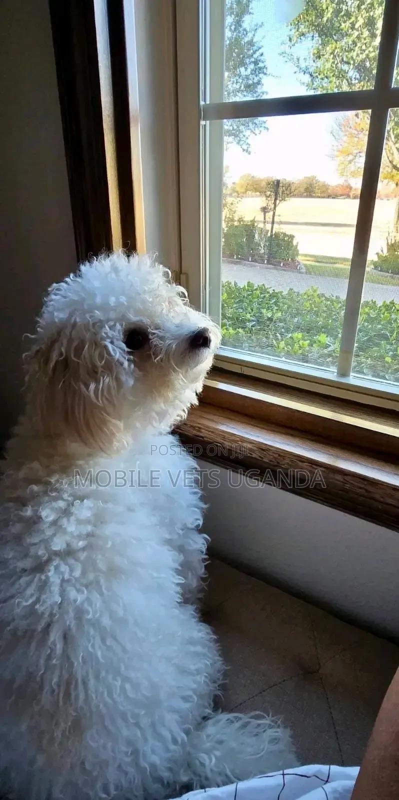 1-3 months Female Purebred Maltese