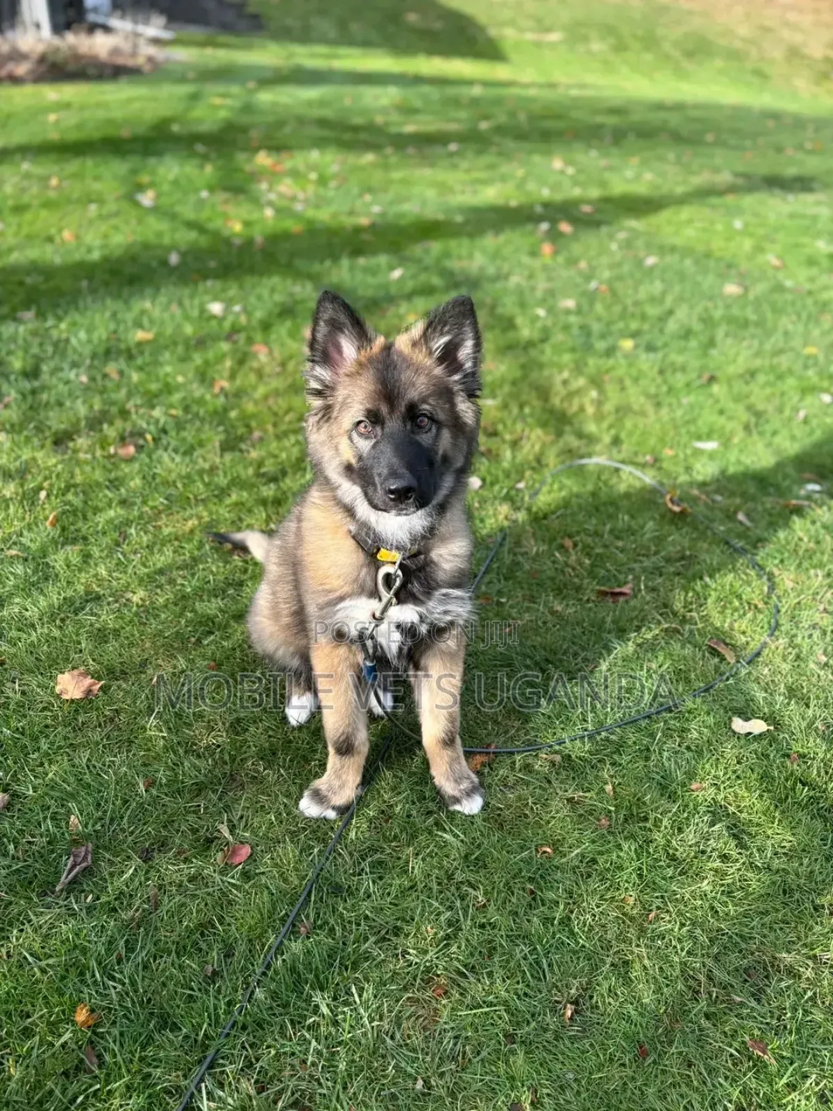 1-3 months Female Purebred German Shepherd