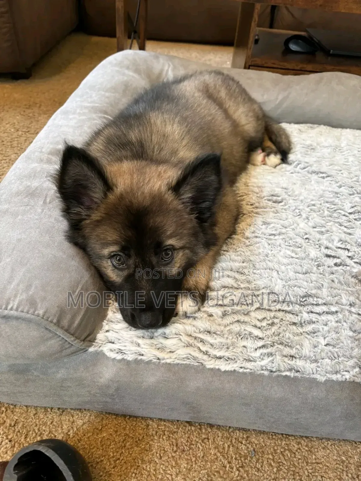 0-1 month Male Purebred German Shepherd